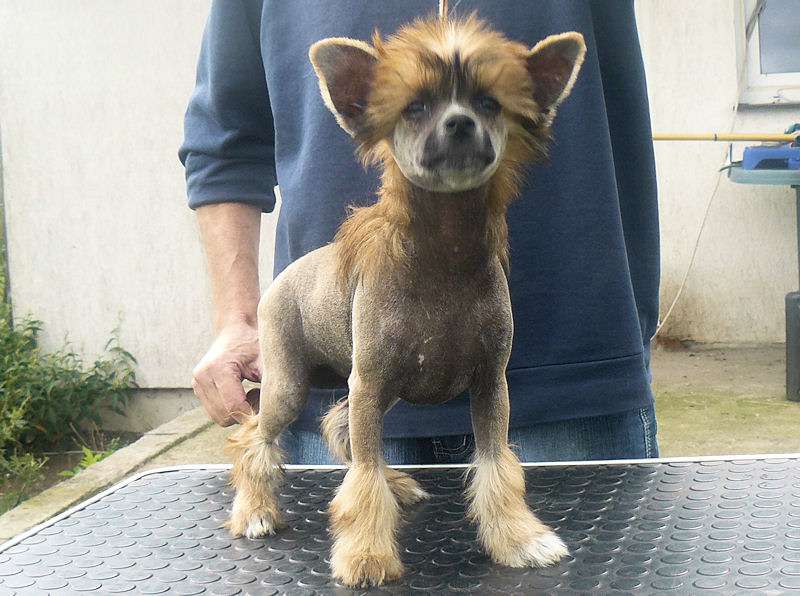 Georginia Fray Nadobnisie i koczkodany