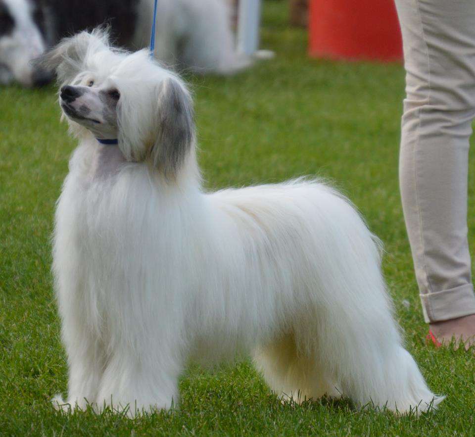 CH.Doonbeg Dambuster Over Tteswood JW: 3 CC:4 Res 