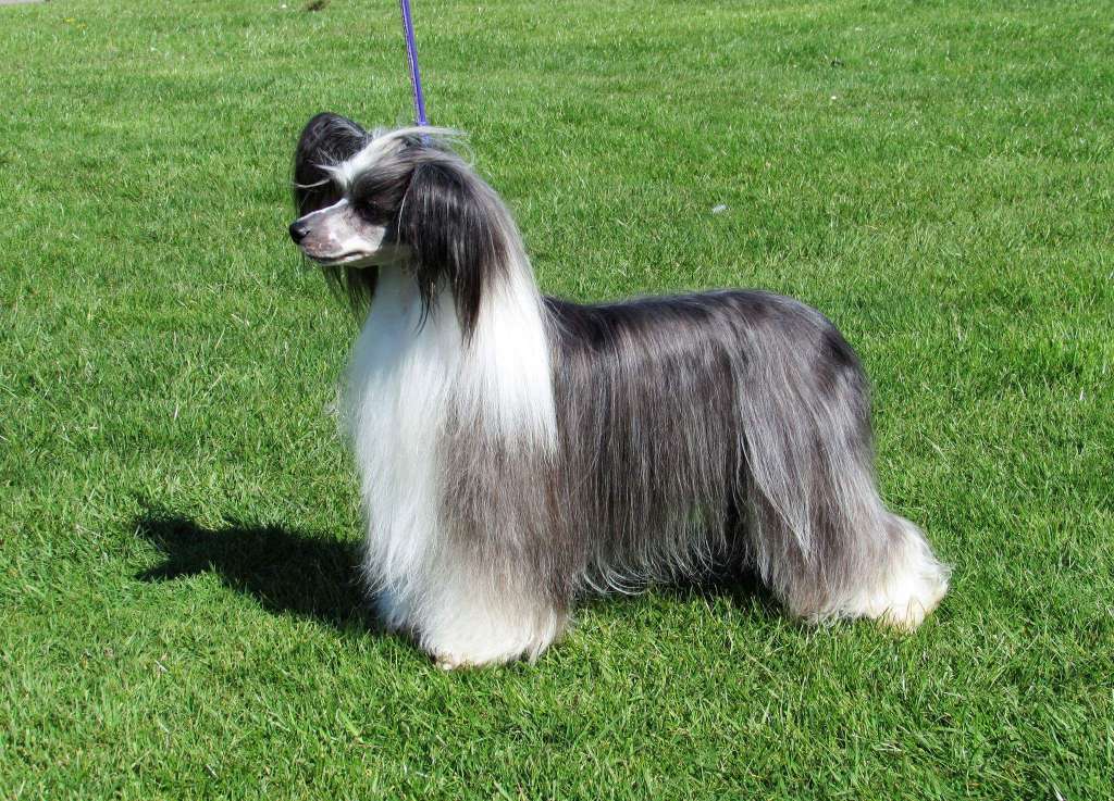 CH.Doonbeg Reach For The Sky Tteswood: Jw:shcm:3 C