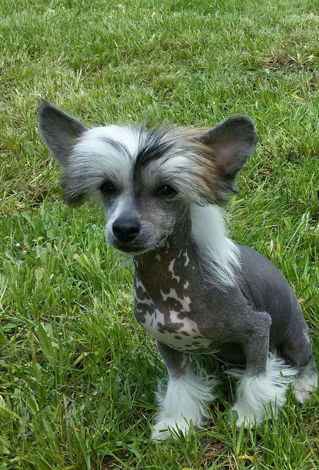 Black&Withe Border Domino