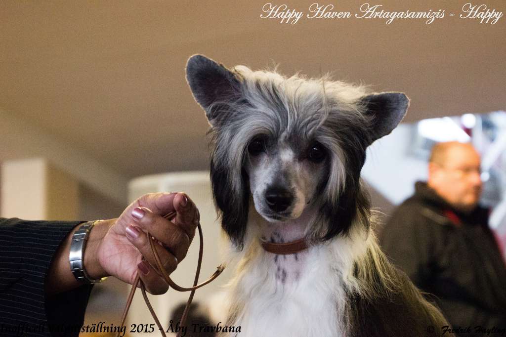 Happy Haven Artagasamazis