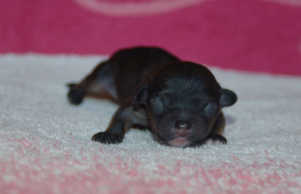 Hanover Artagasamazis