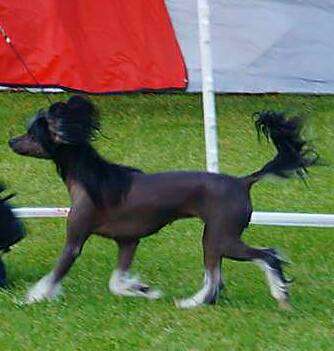 Luniks Stail  Vivienne Westwwod