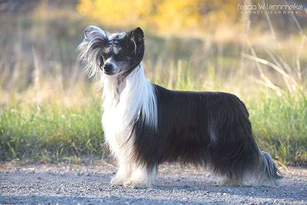 Jean Dark Hakuna Matata