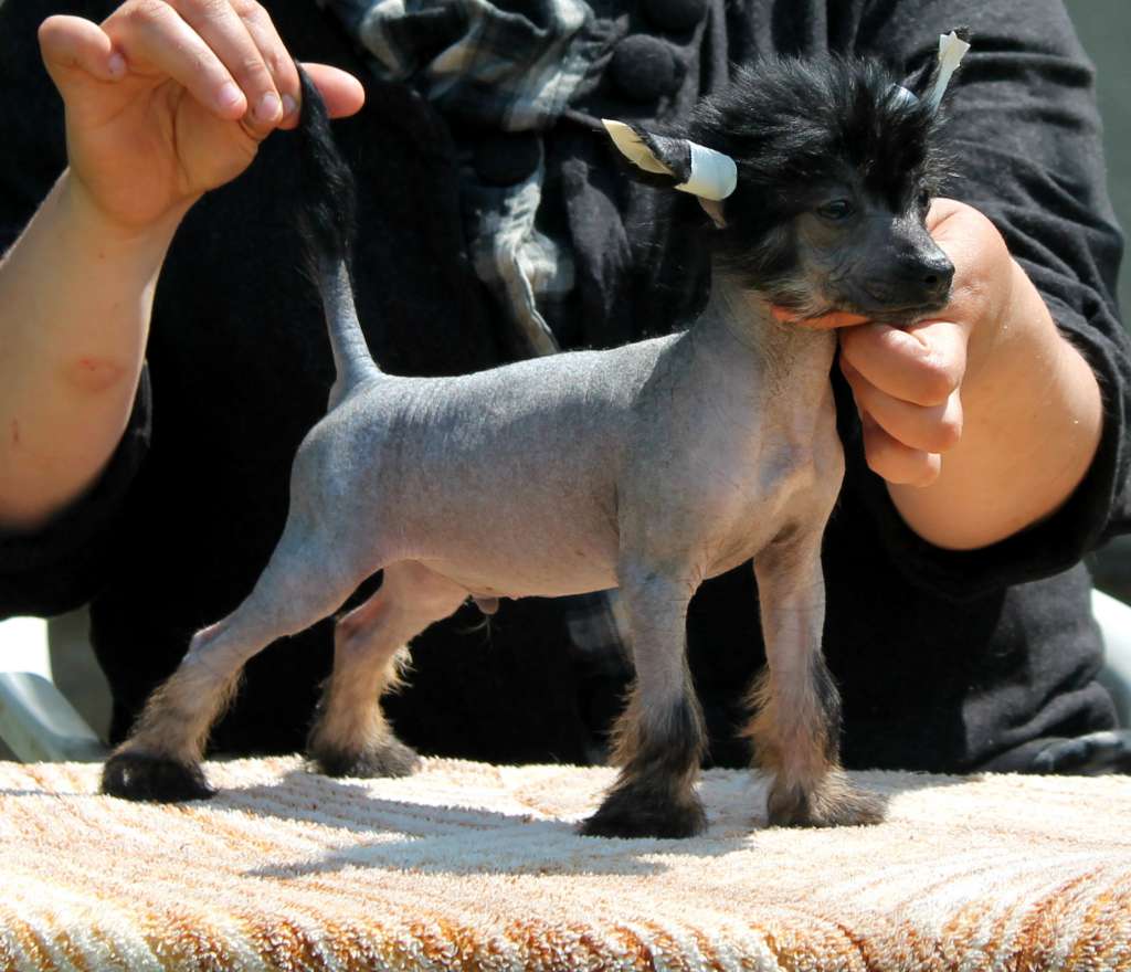 Alistair Molosos Gratzi