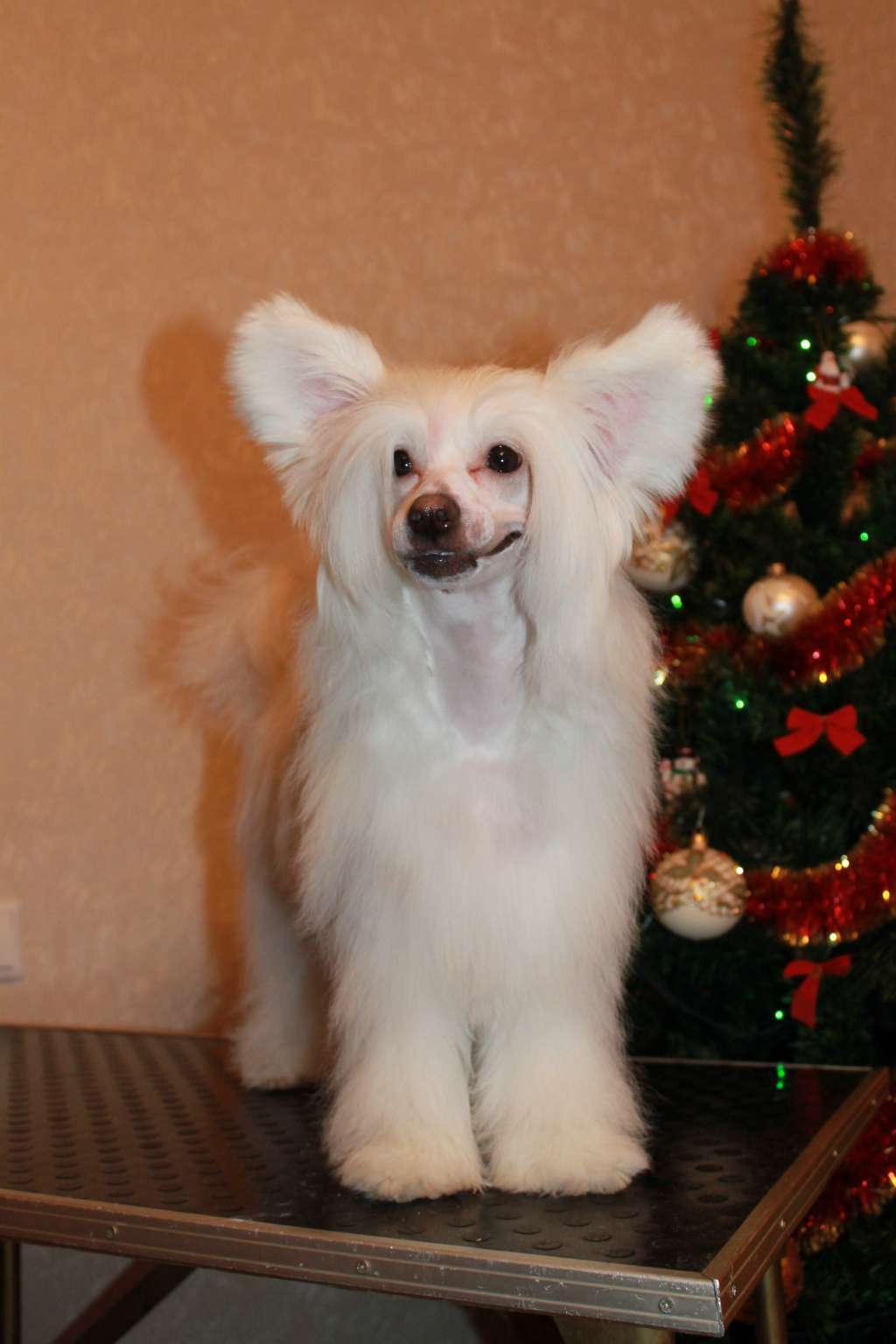 Sol'tanto Viva La-Vittoria