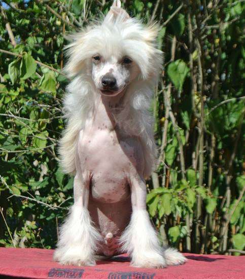 Sol'tanto Veni Vidi-Vici