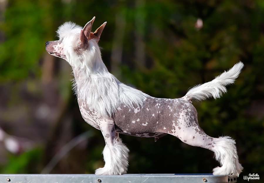 My Vanity Fair Kentucky