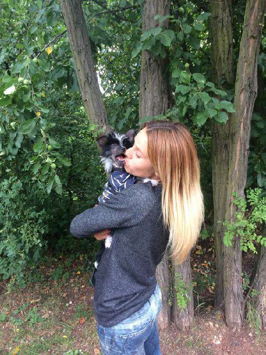 Banner   Garden Roses