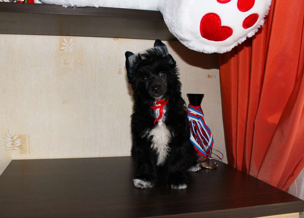 Zlato Volmari Gendelf