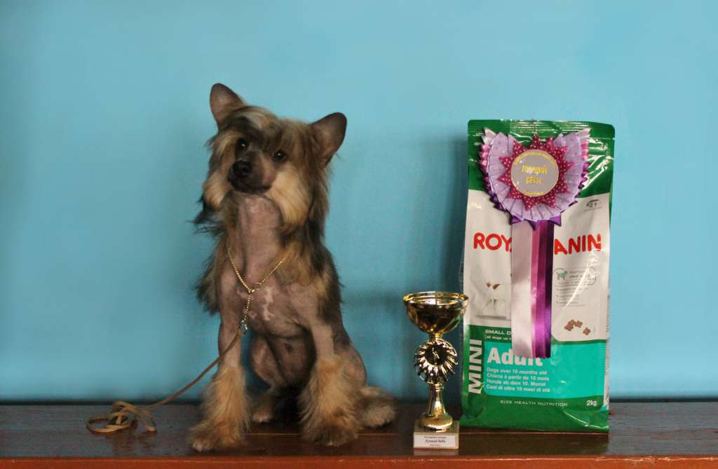 Zlato Volmari Goldi Star