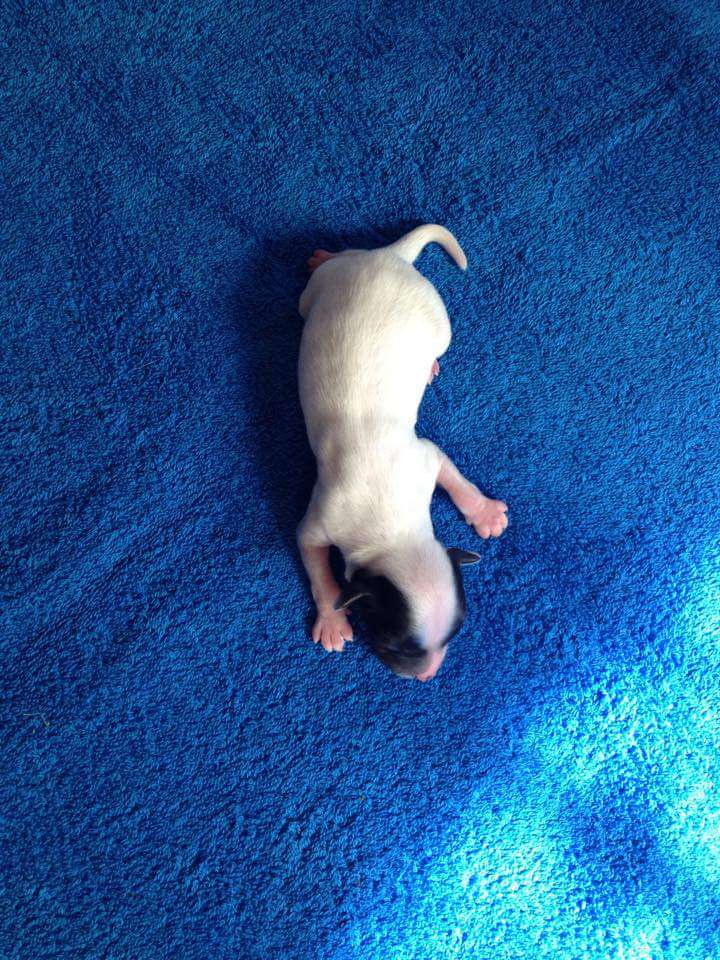 Fiery Fame Impossible success