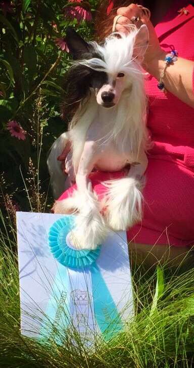 MyAngel-Cristall Life is a Celestial Carnaval