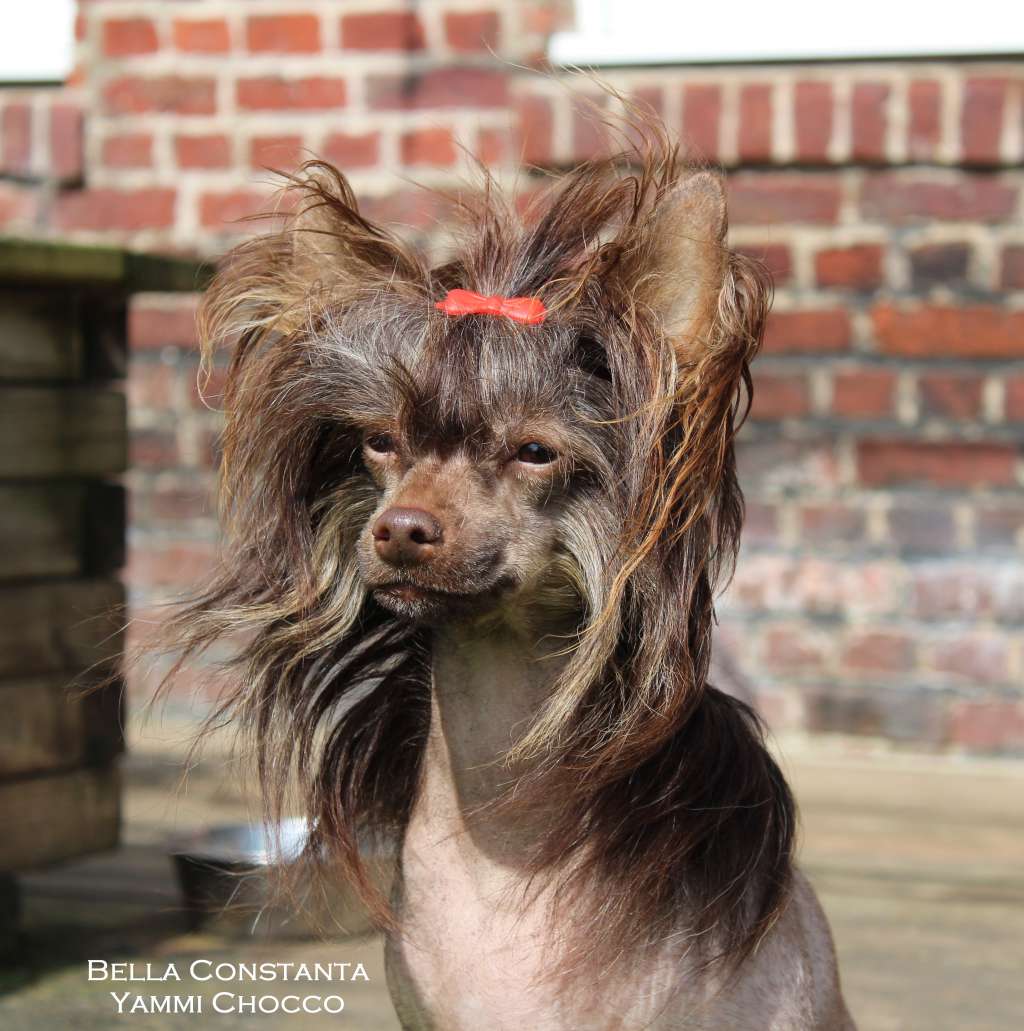 Bella Constanta Yammi Chocco