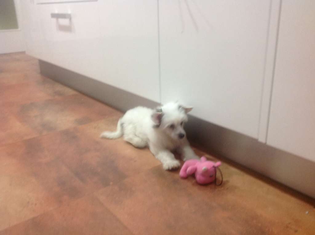 Felicity Miranda da Casa Algarvia