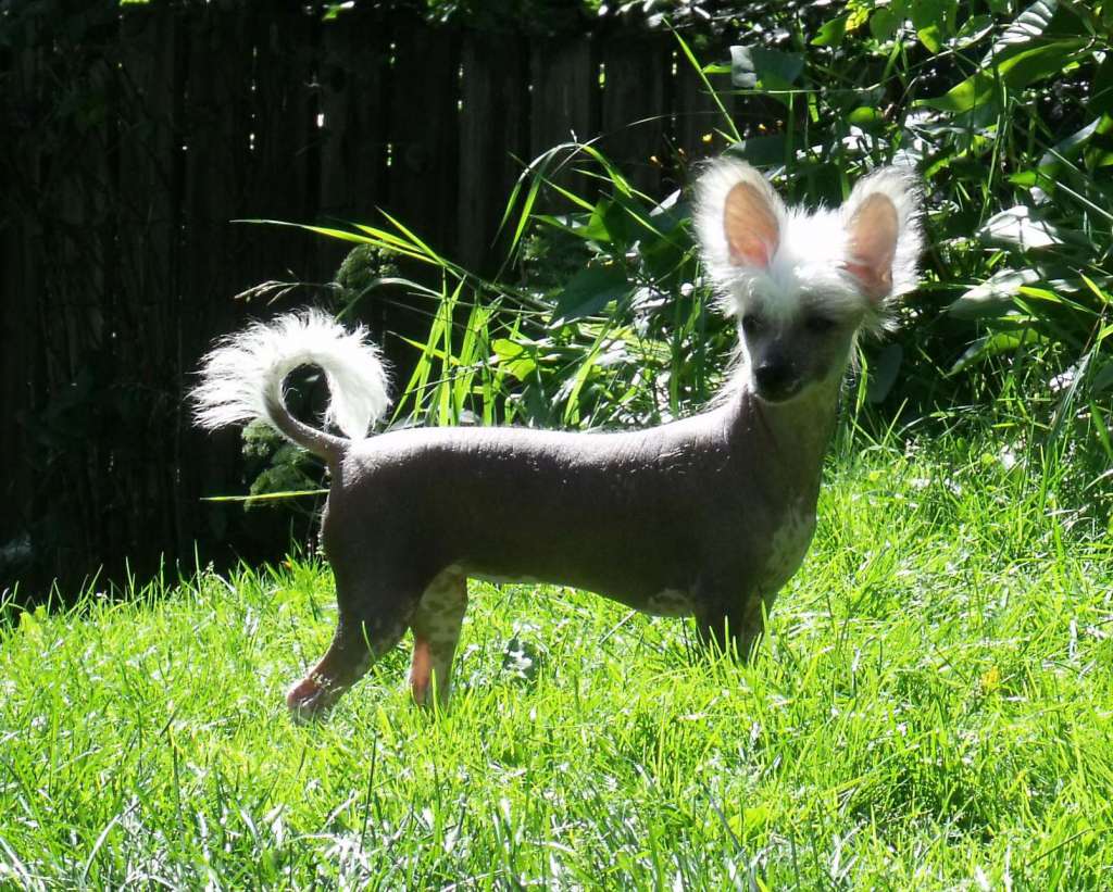 Qigous Third got the Magic Number