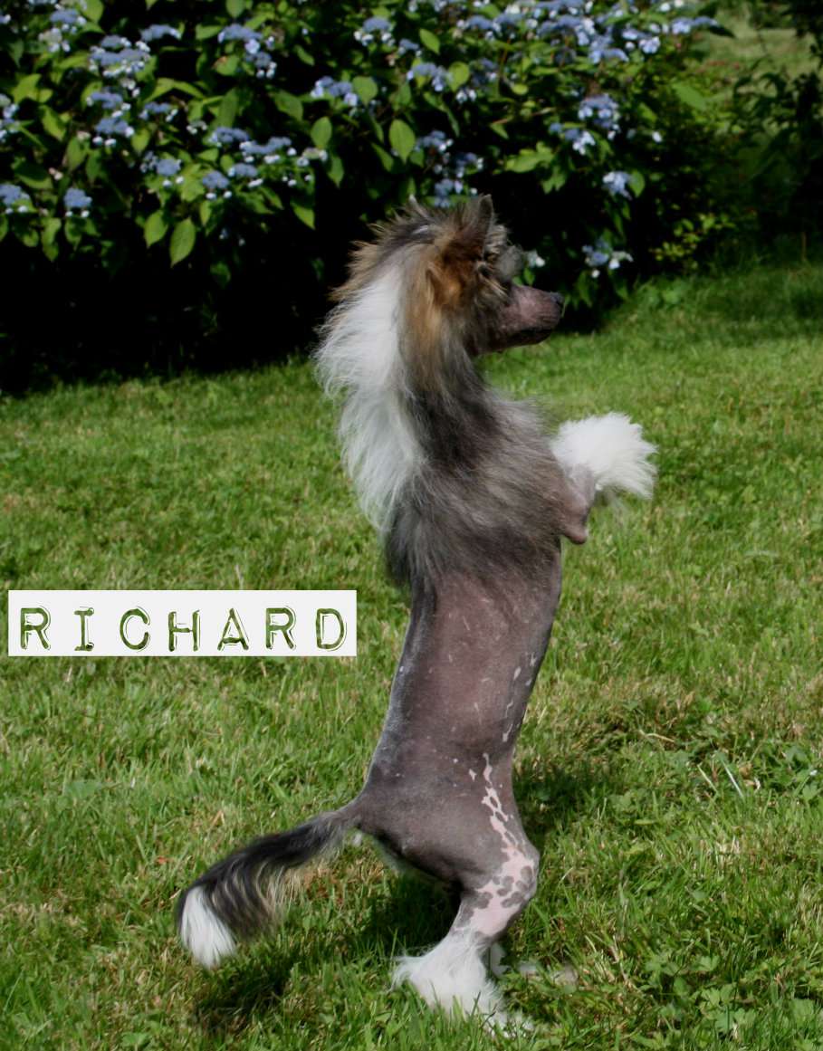 Vitis Richard Lavandula