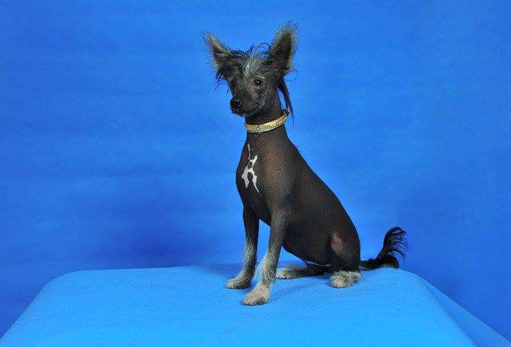 Charlize Sovello Fci