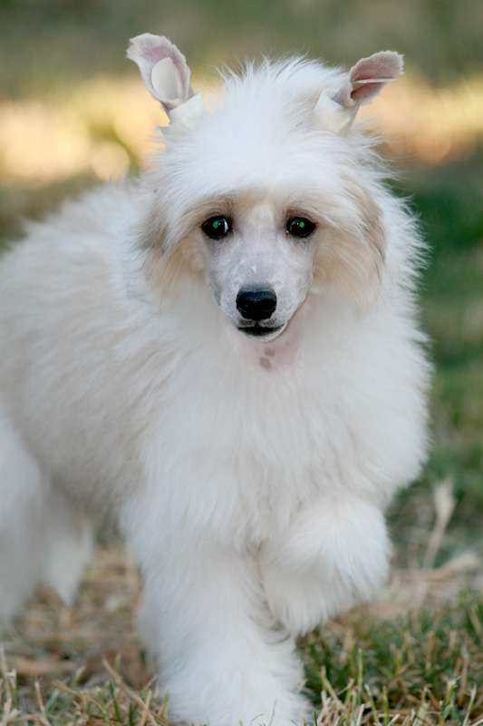 Romantic Fairy Tale Luntik