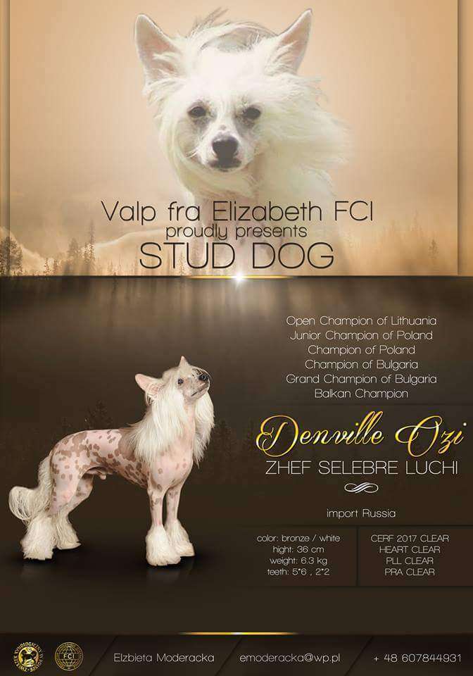 Denville Ozi Zhef Selebre Luchi