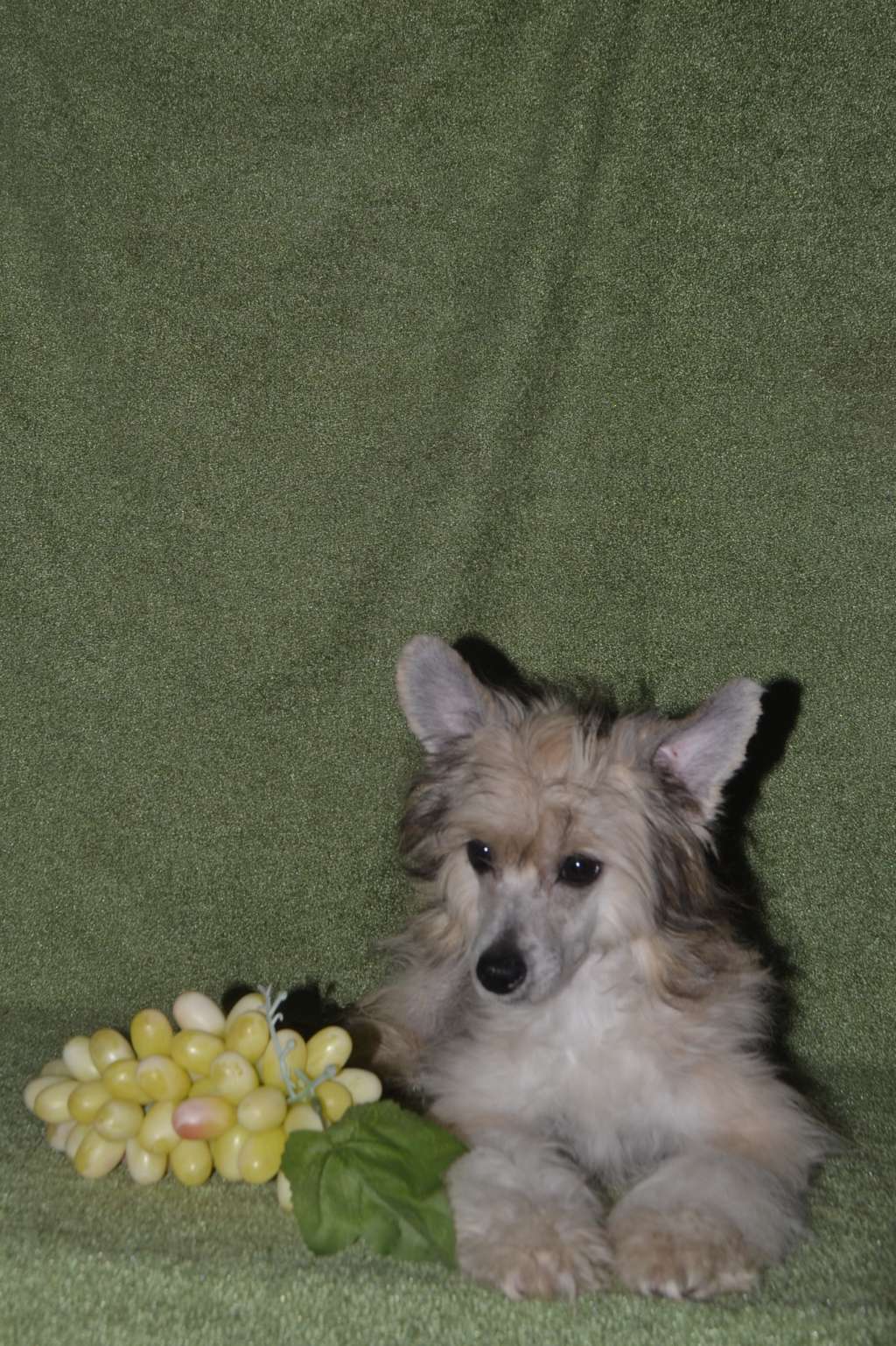 Vologodskiy Souvenir Graff