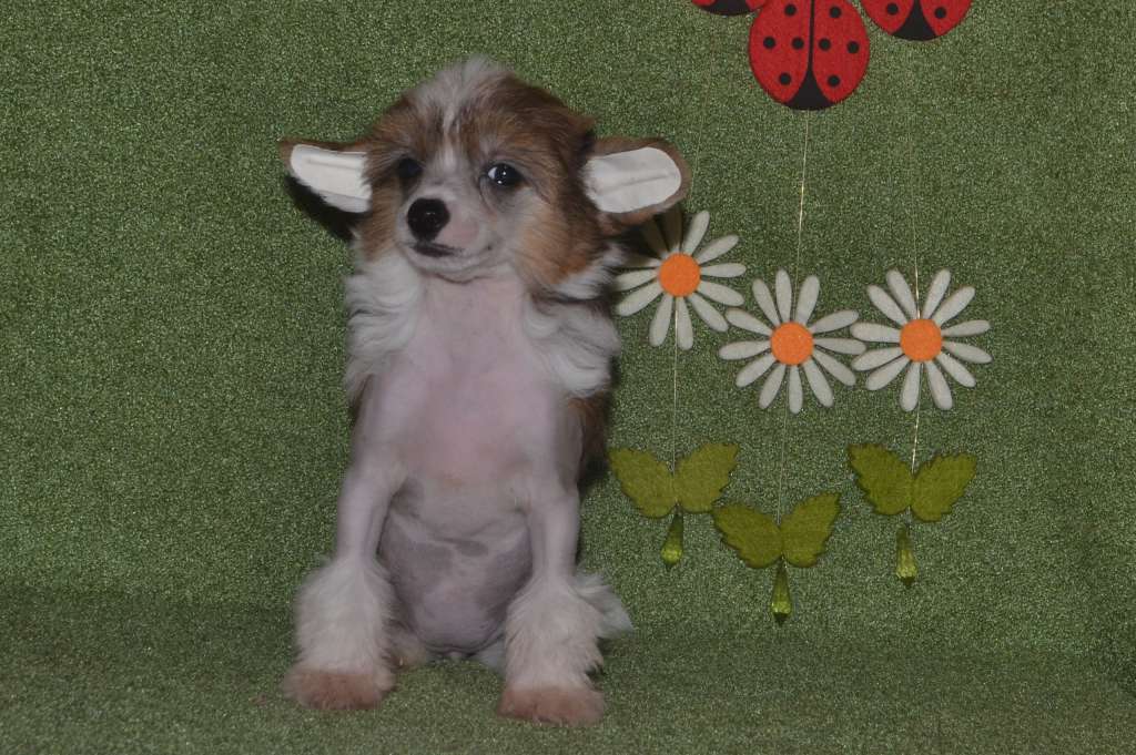 Vologodskiy Souvenir Glamyrnaya  Ledi