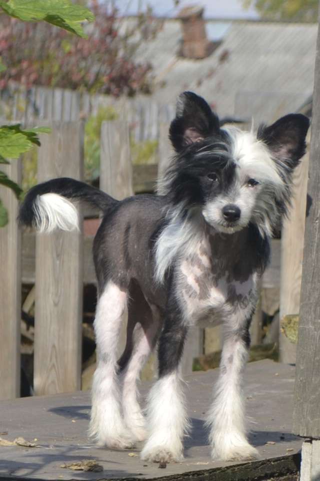 Vologodskiy Souvenir Gavroch