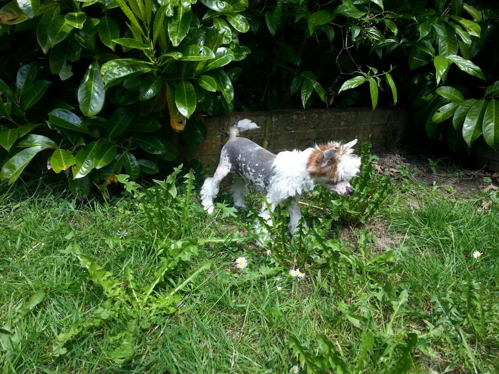 Tupuzuri Shining Star