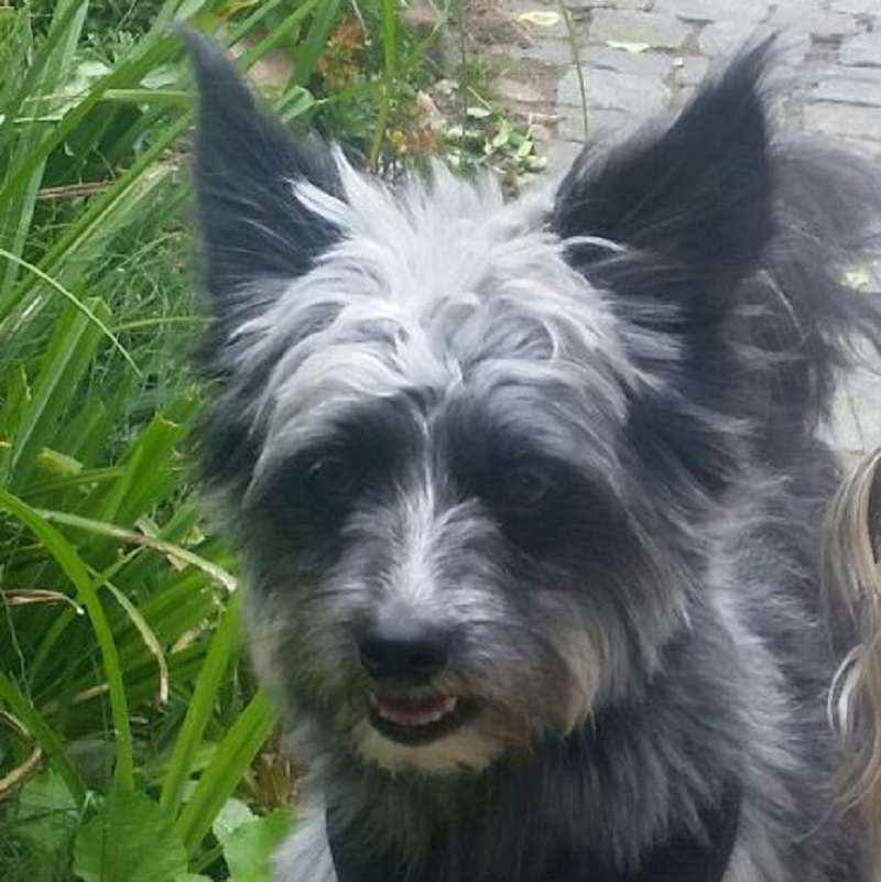 Tamino von den Windpferden