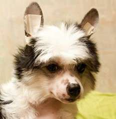 Berenik Pandora Yuventa Graciya