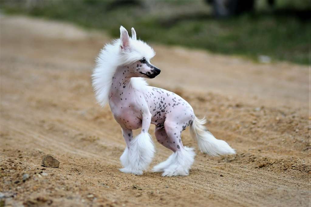 White Prince Winning Smile