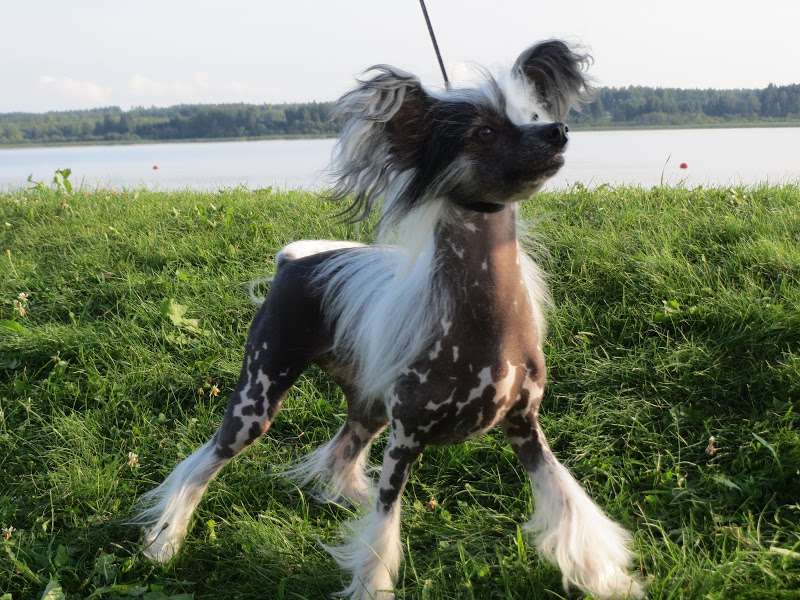 Pideraq's Best Way is My Way