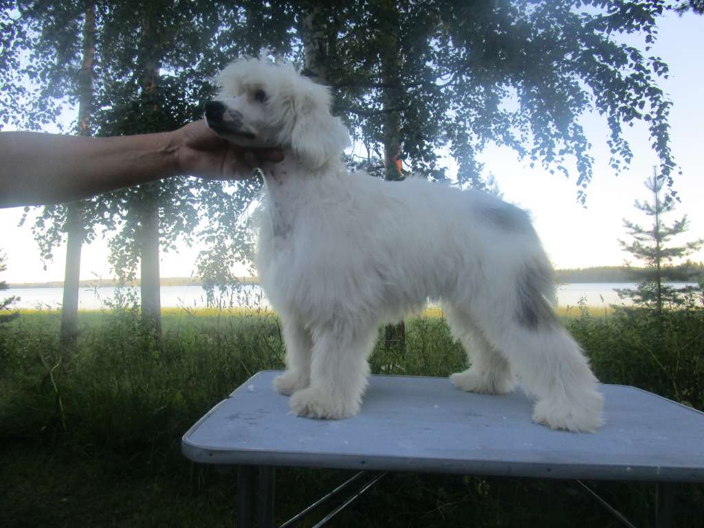 Pideraq's Best Bestman Hop Hop