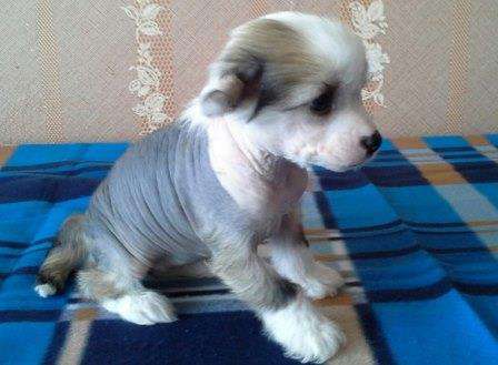 Sapfir iz Tsarskogo Sela Xabibi