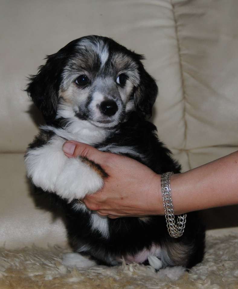 Sapfir iz Tsarskogo Sela Xeppi