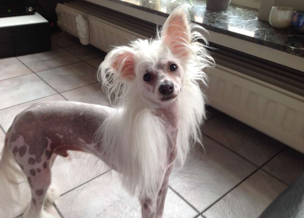 Oink of Unique Creatures