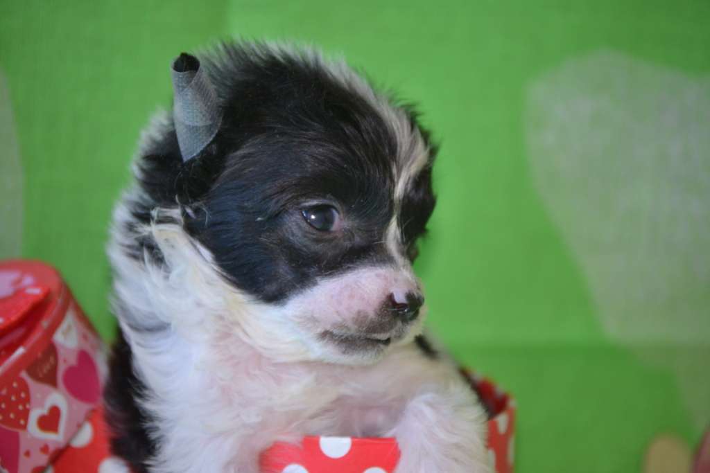 Ketrin Kristol Boginya Lyubvi (puff)