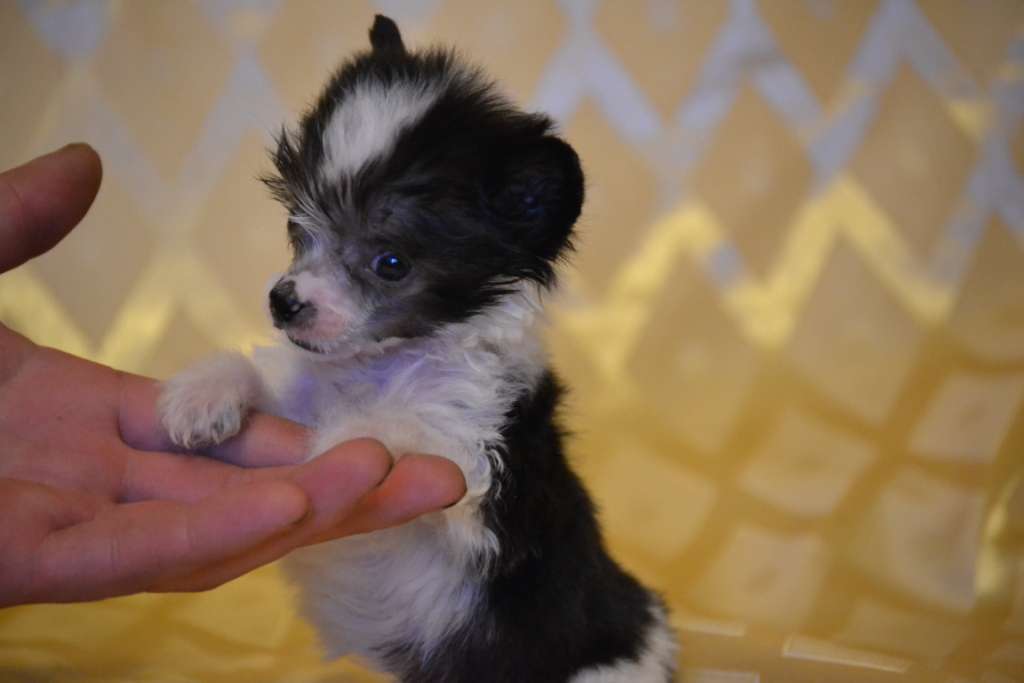 Ketrin Kristol Byutiful Layf (puff)