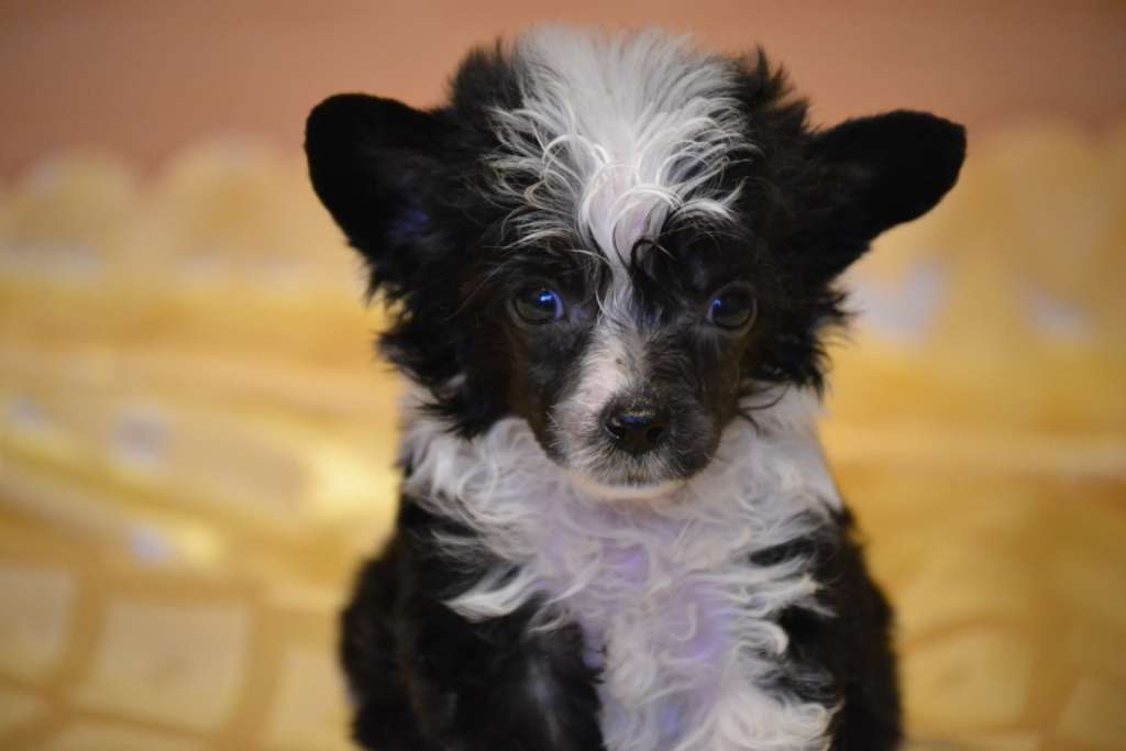 Ketrin Kristol Baterflyay (puff)