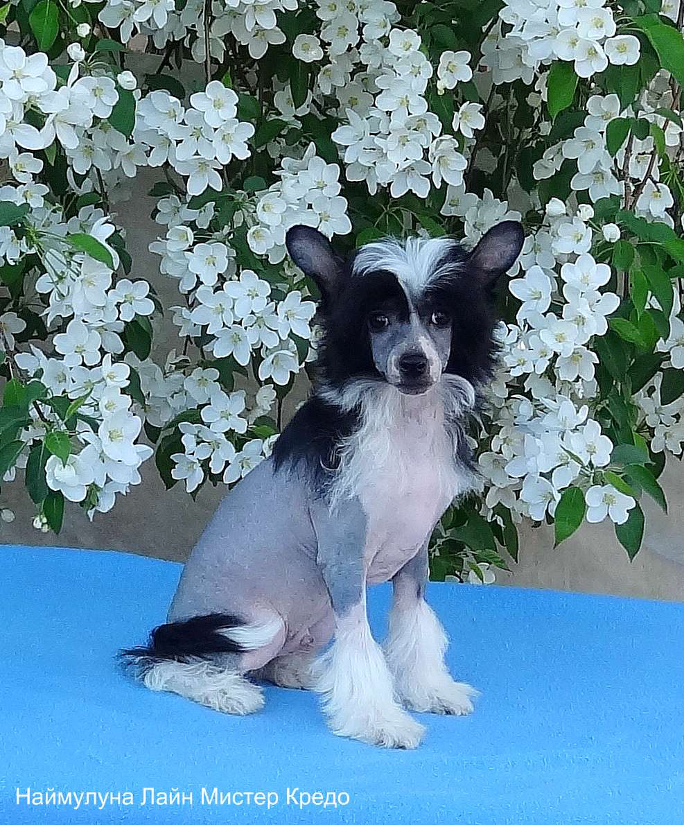 Naimuluna Line Mister Kredo