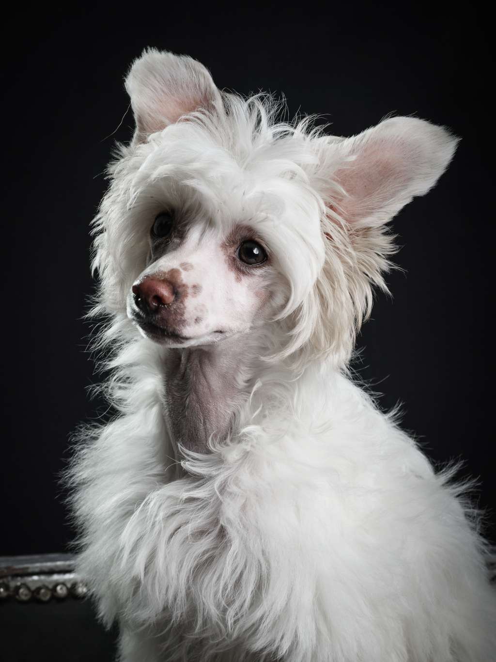 Aramis of sweet little Sugar Drops