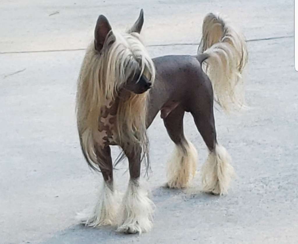 AkDeniz Rockabilly Boy