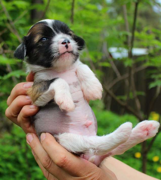 Angel O' Check D.......