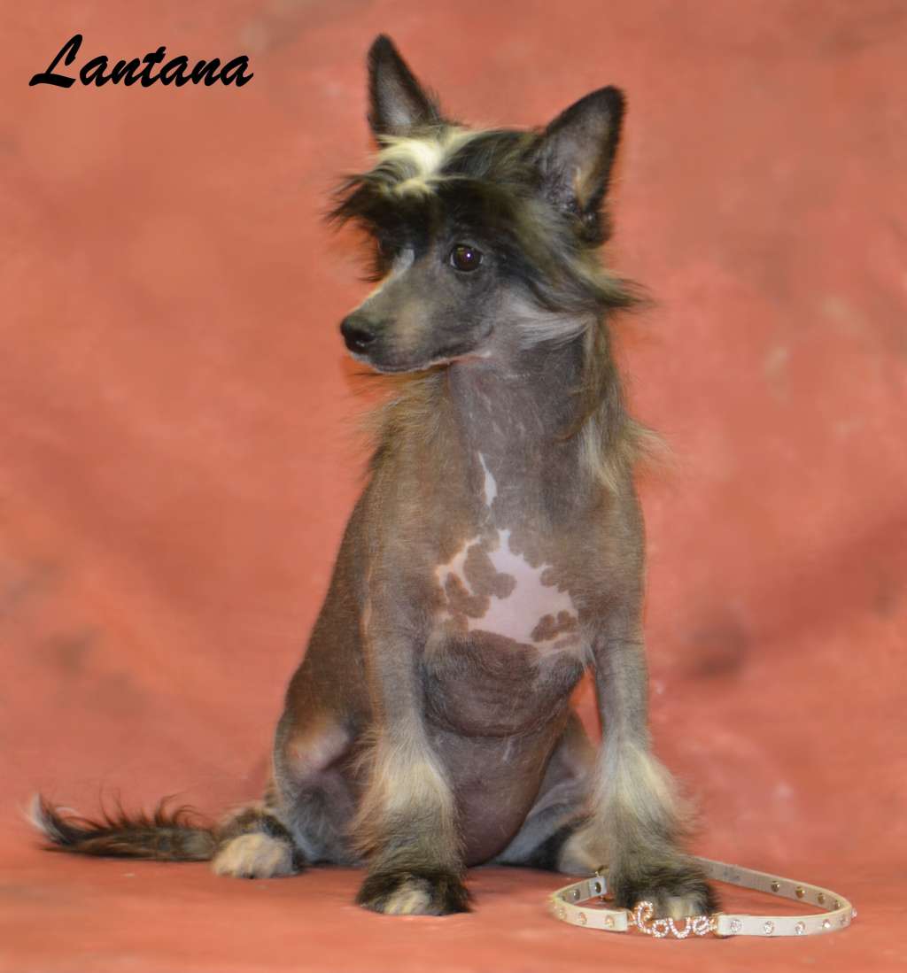 Legion Of Dream Lantana