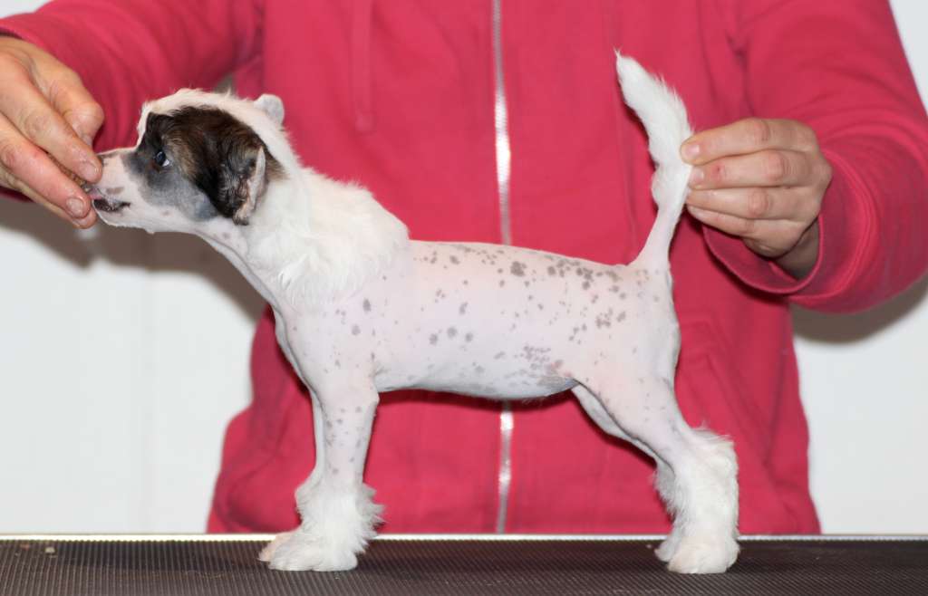 Maybell's Versace White Crystal