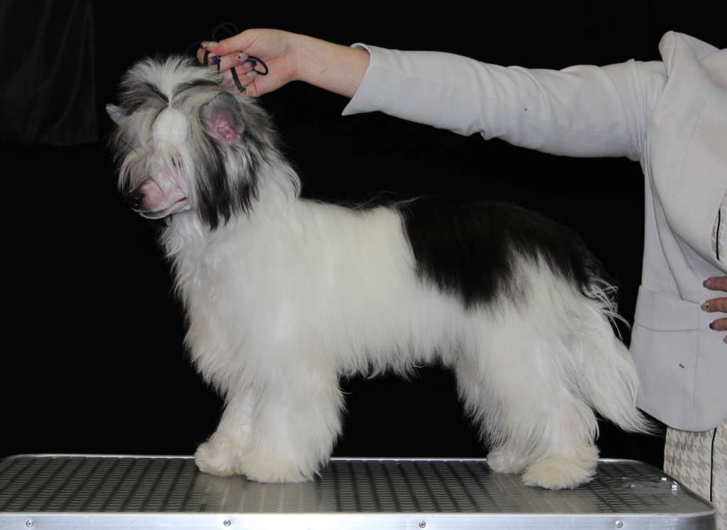 Maybell's Vice President