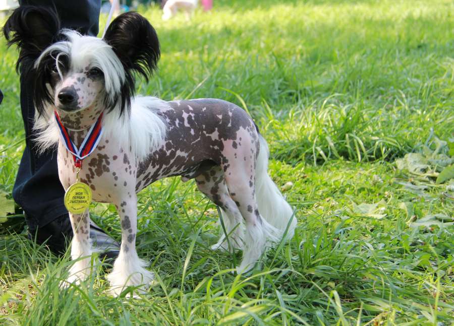 Grand Show Louis Vyuton