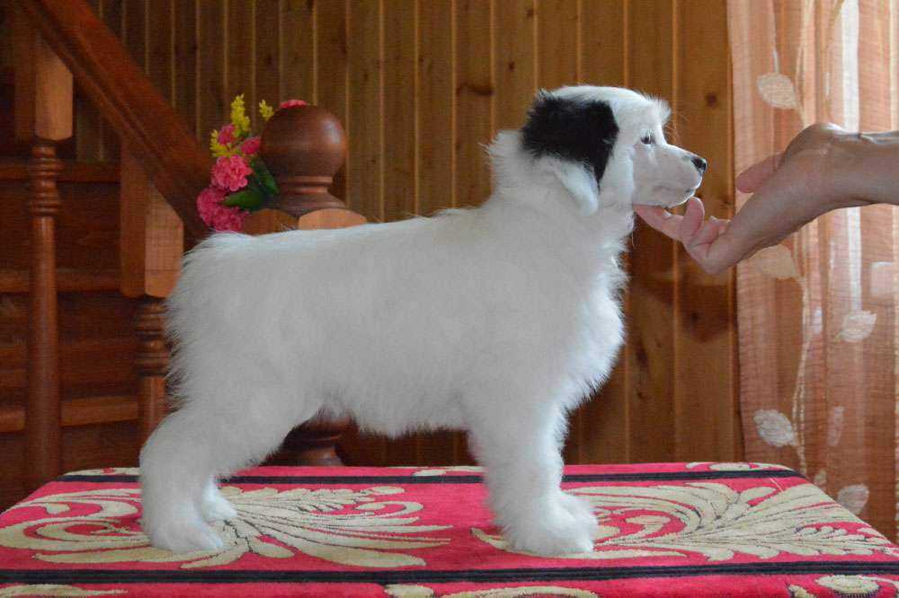 Danika Star Zateynik