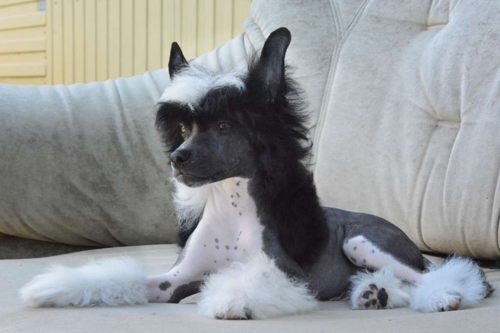 Danika Star Zurbagan