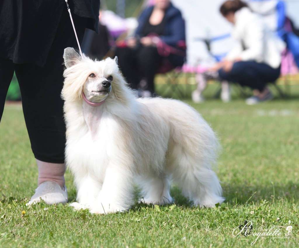 Elixir of Life Heybett